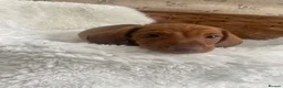 Miniature Dachshund dogs for sale: Miniature dapple dachshund puppies for sale  - Advert 7
