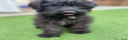 Mixed Breed dogs for sale: Lovely dog 4 years for rehome.  - Advert 4