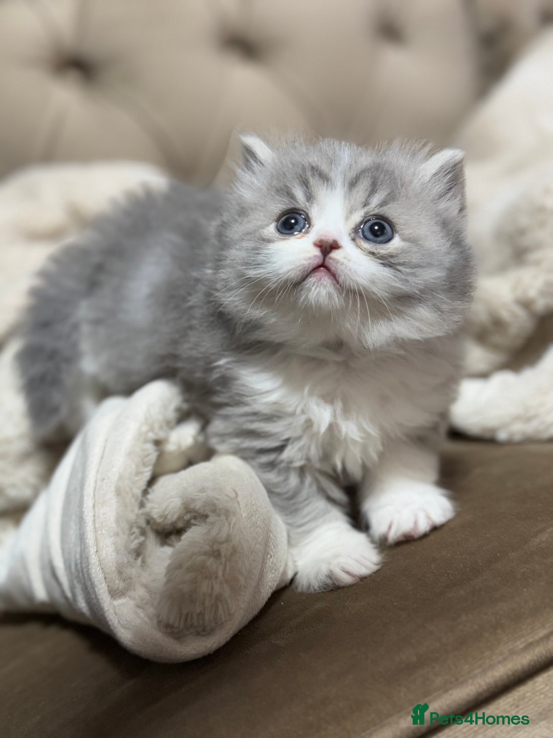 Persian cats for sale: Persian kittens  - Advert 4