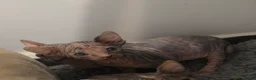 Sphynx cats for sale: Adorable Canadian Sphynx Kittens - Advert 2