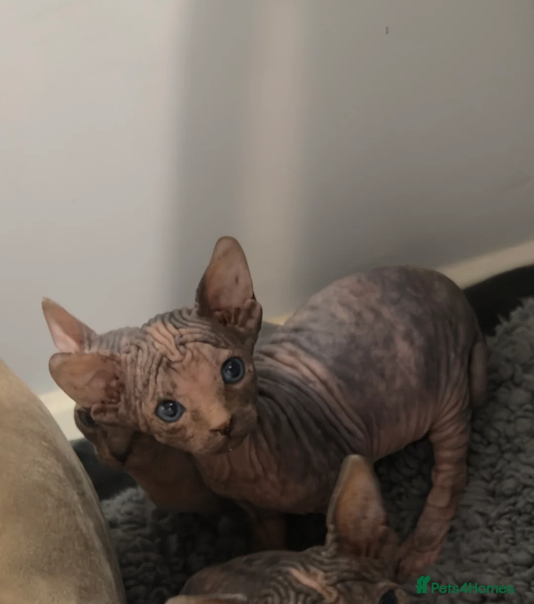 Sphynx cats for sale: Adorable Canadian Sphynx Kittens - Advert 2