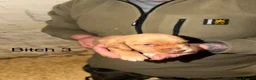 Cockerdor dogs for sale: ⭐ Exceptional Cockerdor Puppies ⭐ - Advert 18