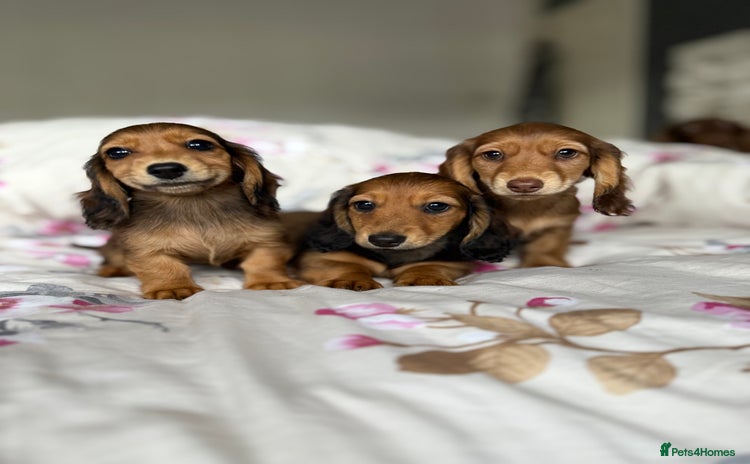 Dachshund dogs - Advert 4