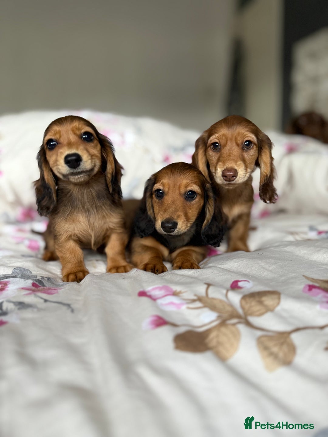Dachshund dogs for sale: Kc . Reg. miniature longhair dachshund puppies  - Image 1