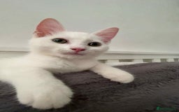 Mixed Breed cats for sale: Kitten for Sale - Image 3