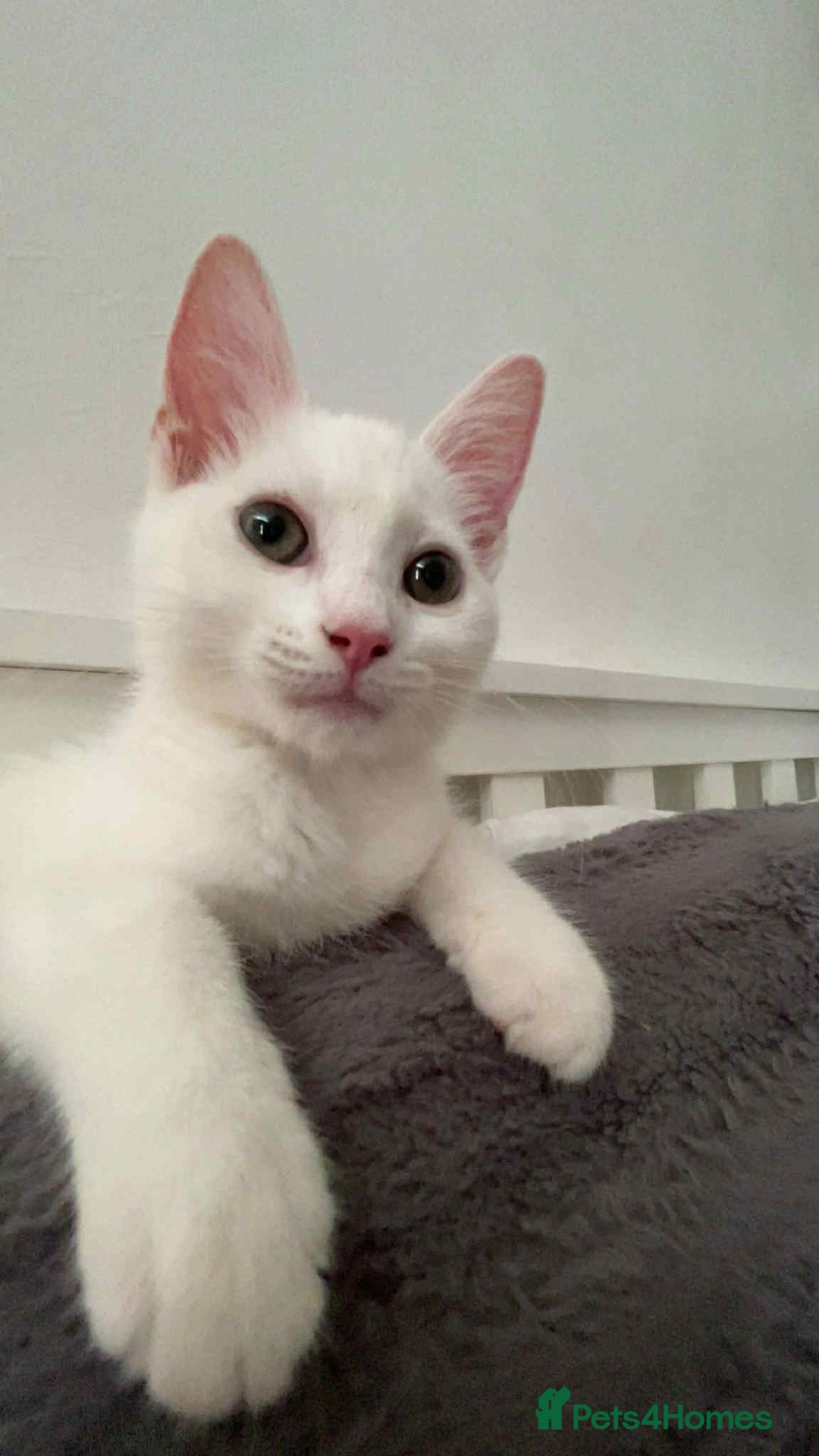 Mixed Breed cats for sale: Kitten for Sale - Image 3