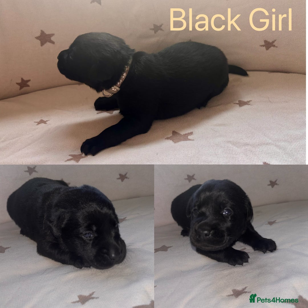 Labrador Retriever dogs for sale: Adorable Labrador Puppies–KC Registered - Advert 10