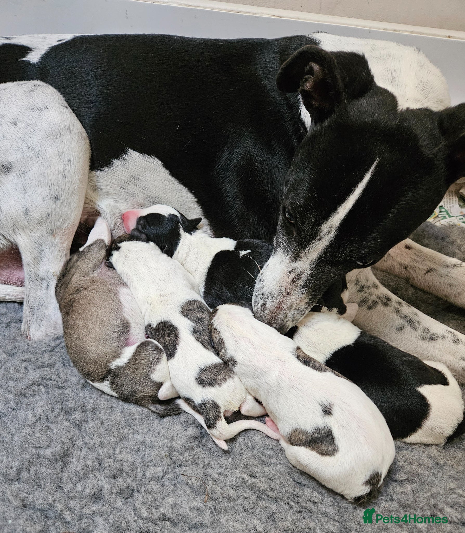 Whippet dogs KC reg Whippet puppies - Advert 2