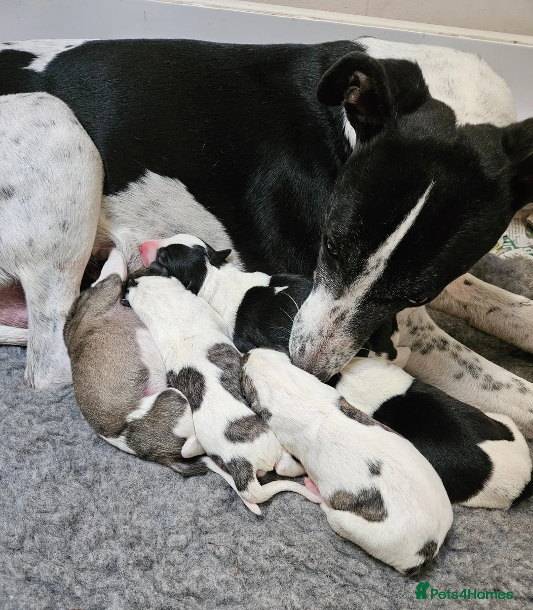 Whippet dogs for sale: KC reg Whippet puppies - Advert 1