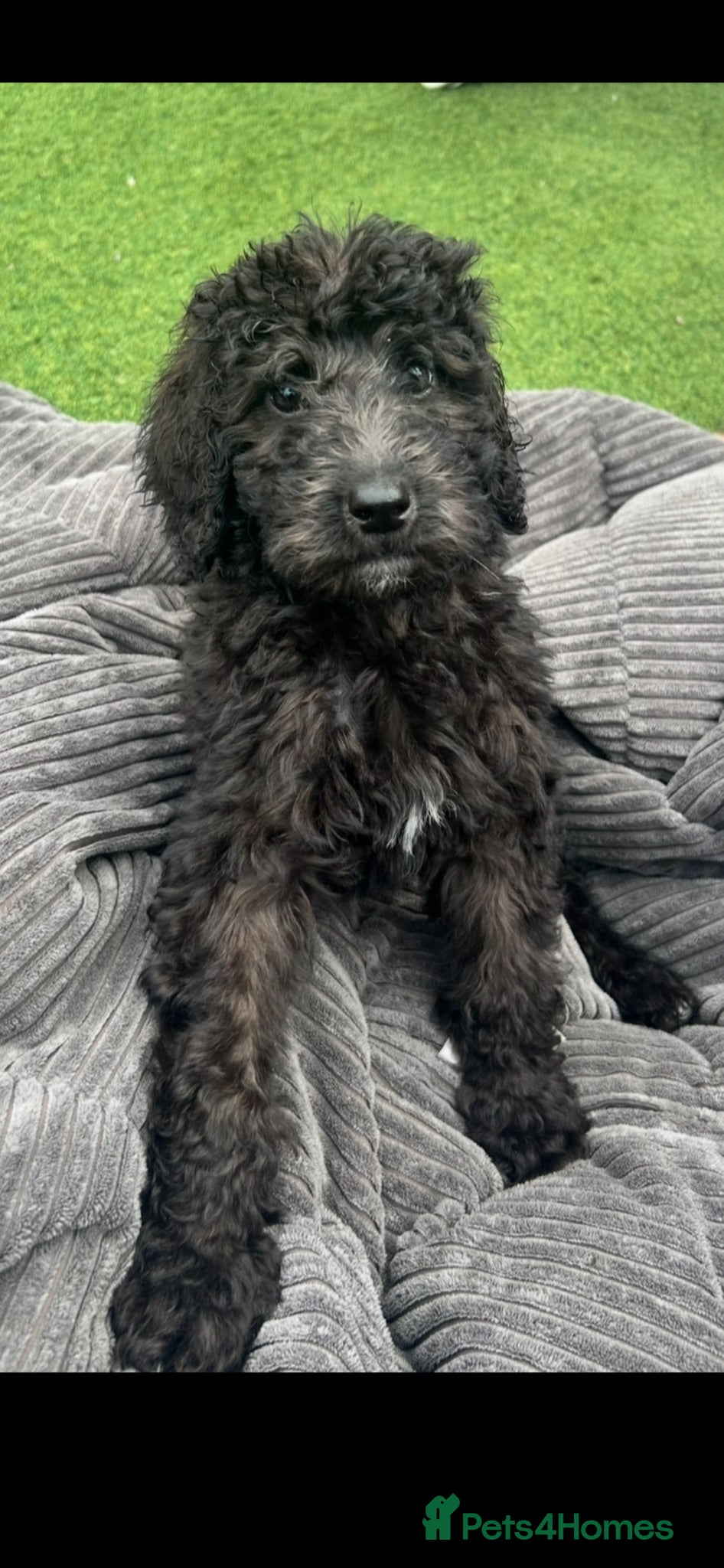Labradoodle dogs Chunky health tested f1bb standard labradoodles  - Advert 2