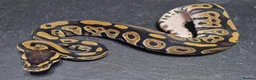 Python Snake reptiles for sale: UPDATED Various Ball Python Hatchlings - Advert 4