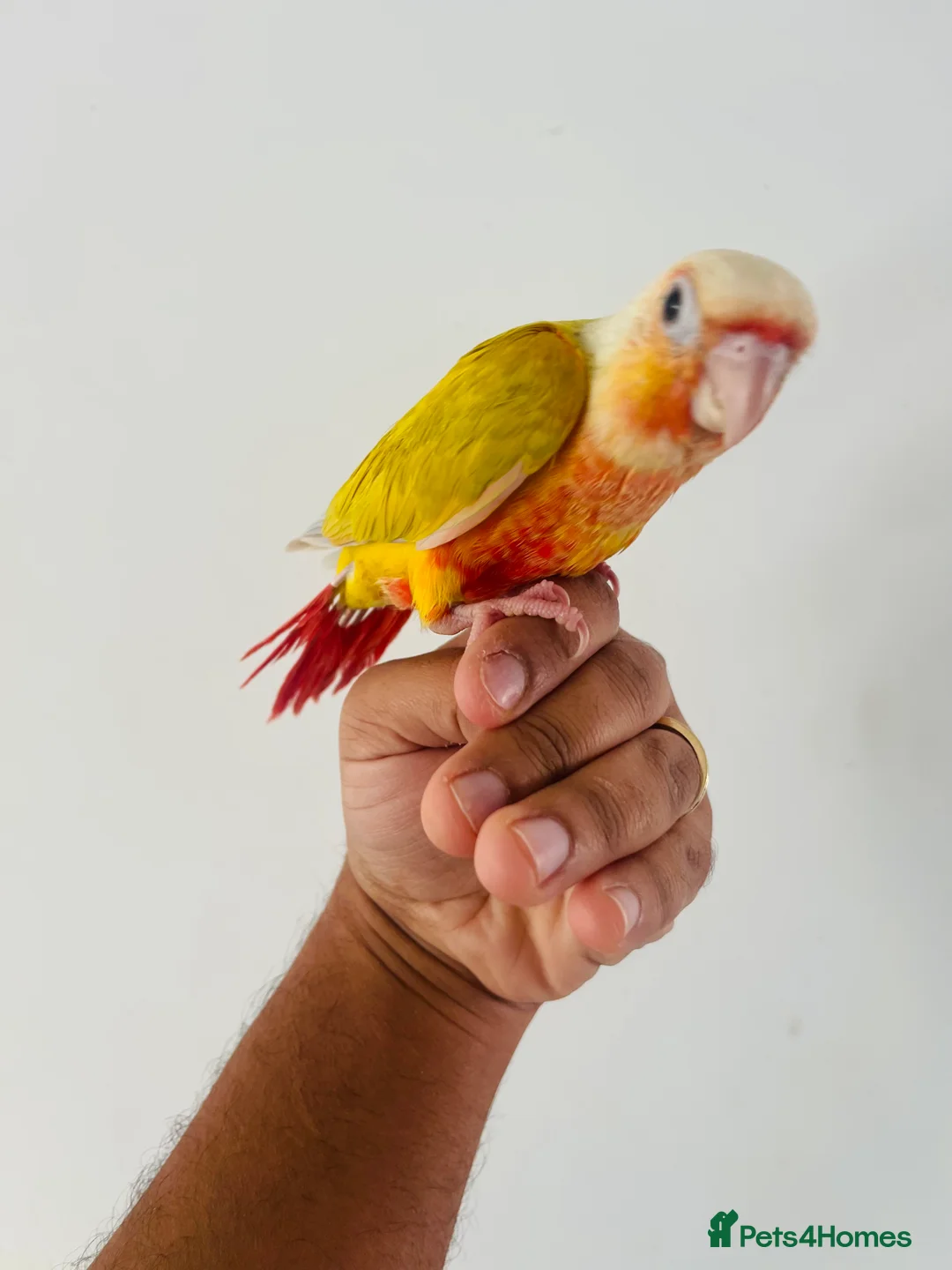 Conures birds for sale: Hand reared conure for sale  - Advert 18