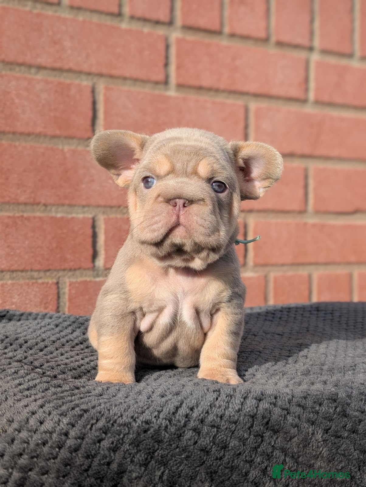 French Bulldog dogs Isabella NEWSHADE French bulldogs - Advert 3