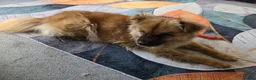 Mixed Breed dogs for adoption: ALFIE, 4 yrs, 16kg, sociable, loves people & dogs in Newark - Advert 3