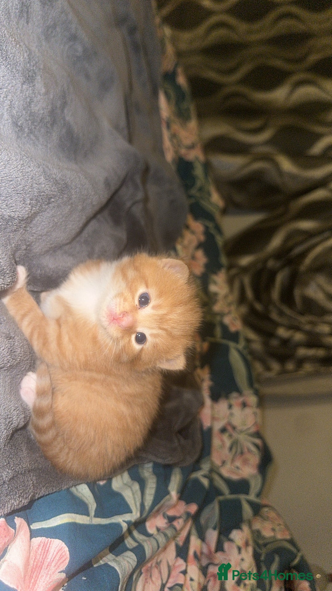 Domestic Shorthair cats for sale: Beautiful kittens - Image 10