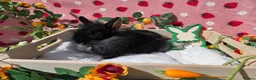 Mixed Breed rabbits for sale: Netherland Dwarf x Lion head ready ☆15th may - Advert 14