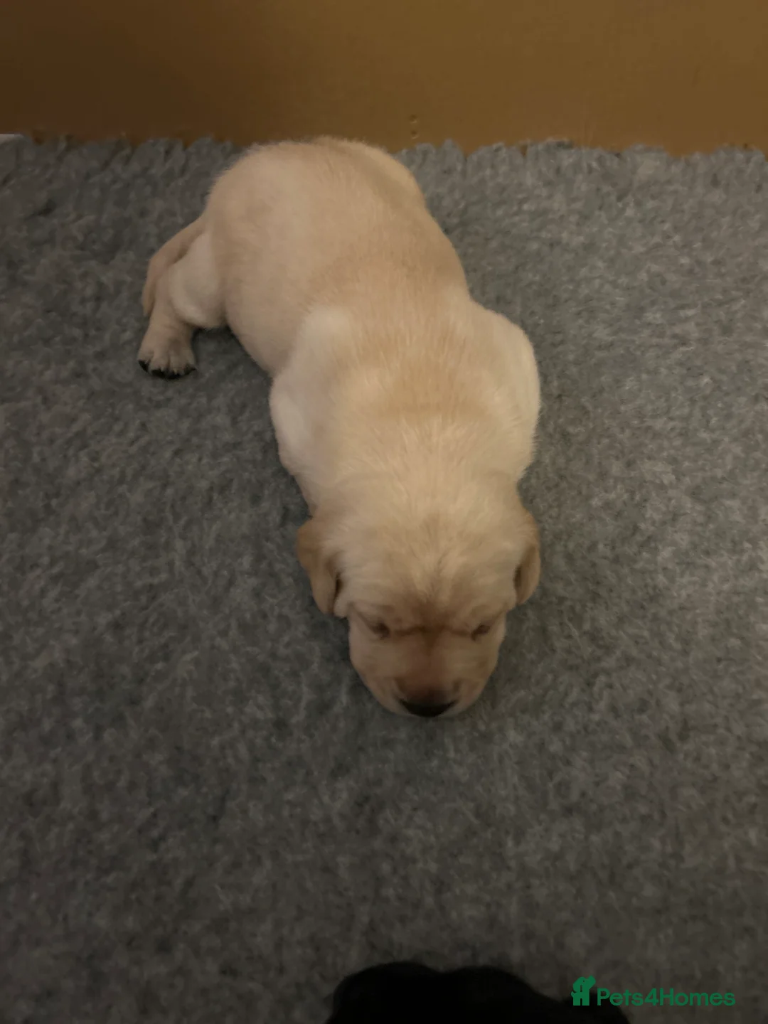 Labrador Retriever dogs for sale: KC registered Labrador Retriever puppies  - Advert 12