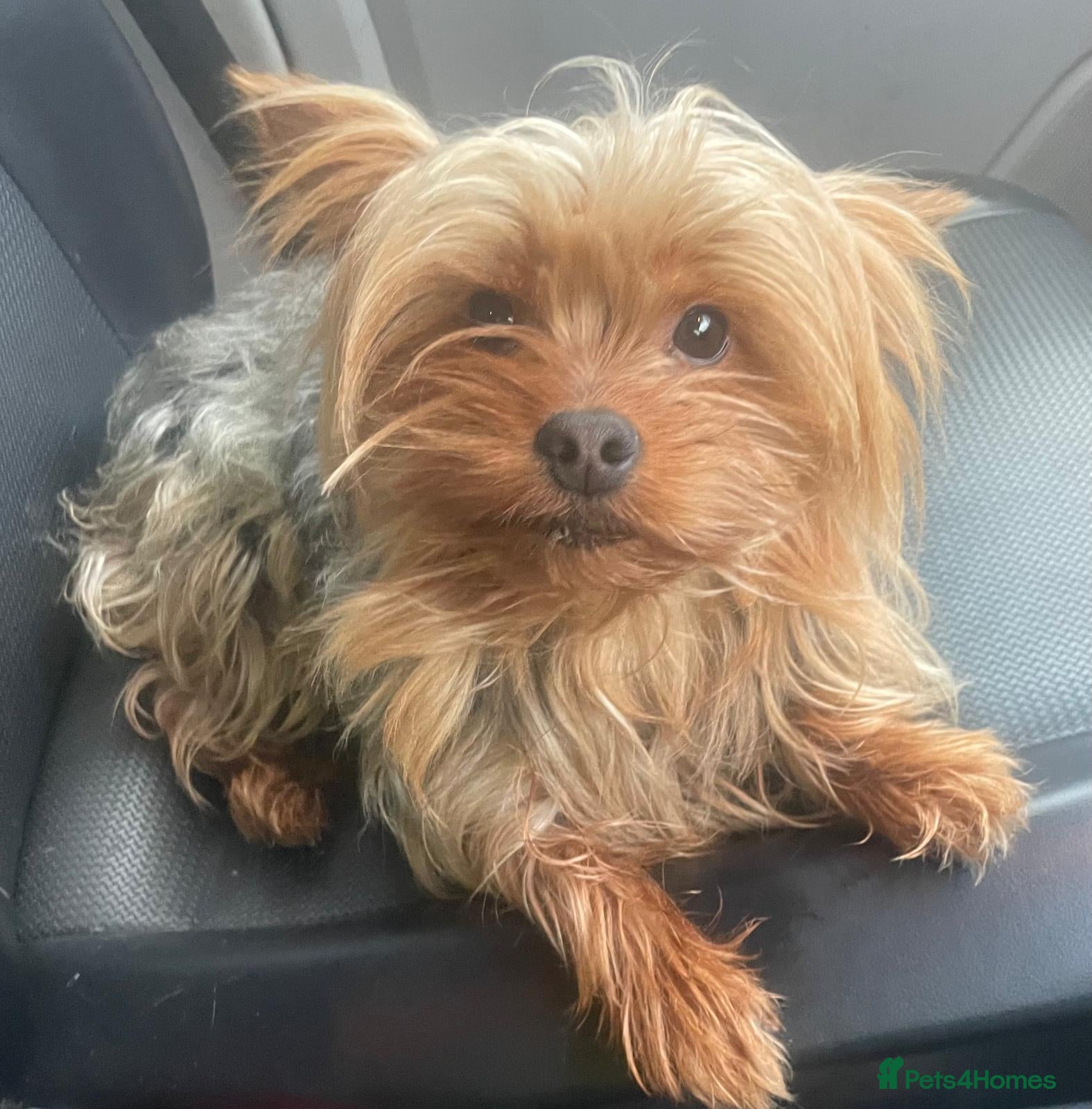 Yorkshire Terrier dogs Yorkshire terrier  - Advert 1