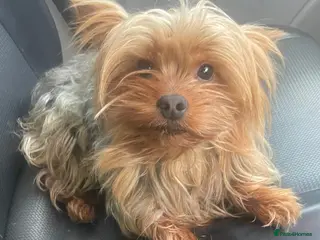 Yorkshire Terrier dogs Yorkshire terrier - Advert 1