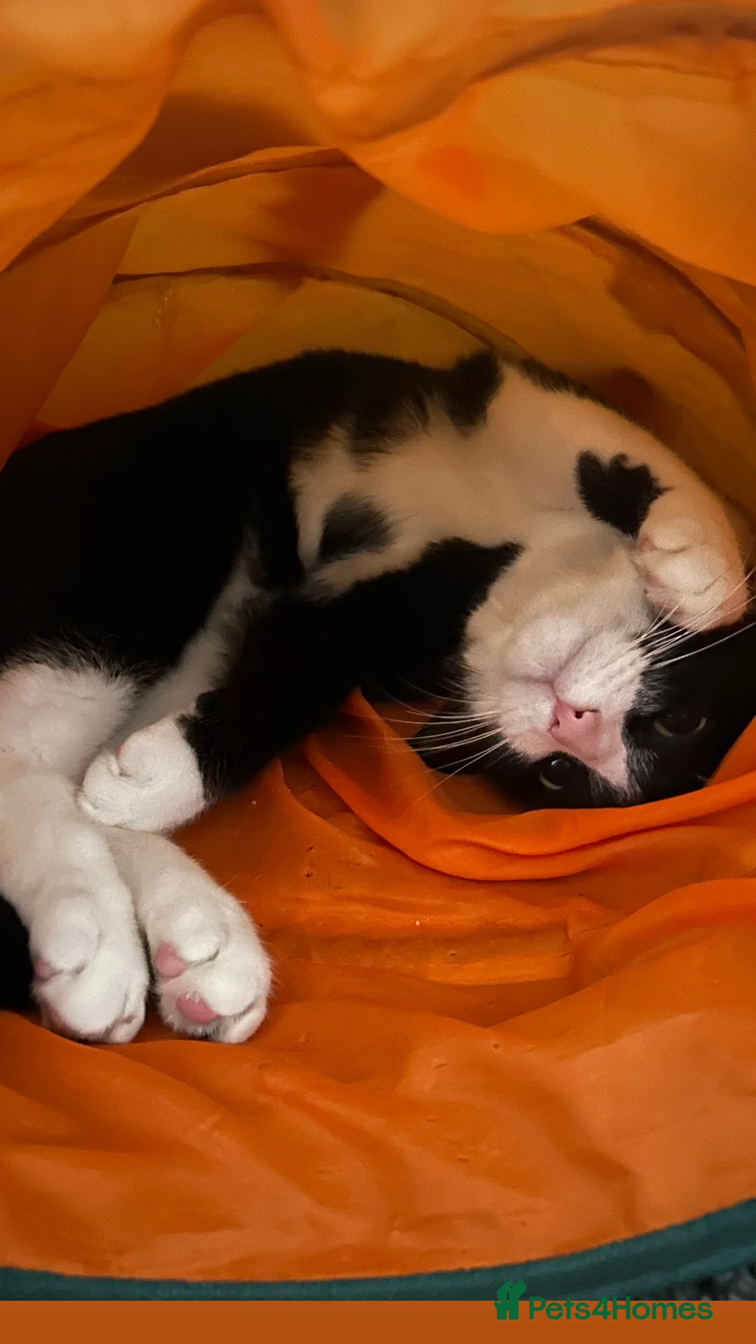 Domestic Shorthair cats for sale: Tuxedo short haired cat - Advert 2