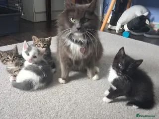 Mixed Breed cats 💥💥💥Lovly Kittens 💥💥💥 - Advert 14