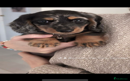 Miniature Dachshund dogs for stud: Long Haired miniature dachshund silver dapple - Image 4