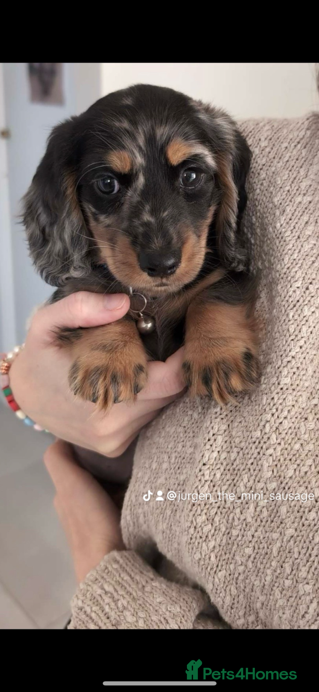 Miniature Dachshund dogs for stud: Long Haired miniature dachshund silver dapple - Image 4