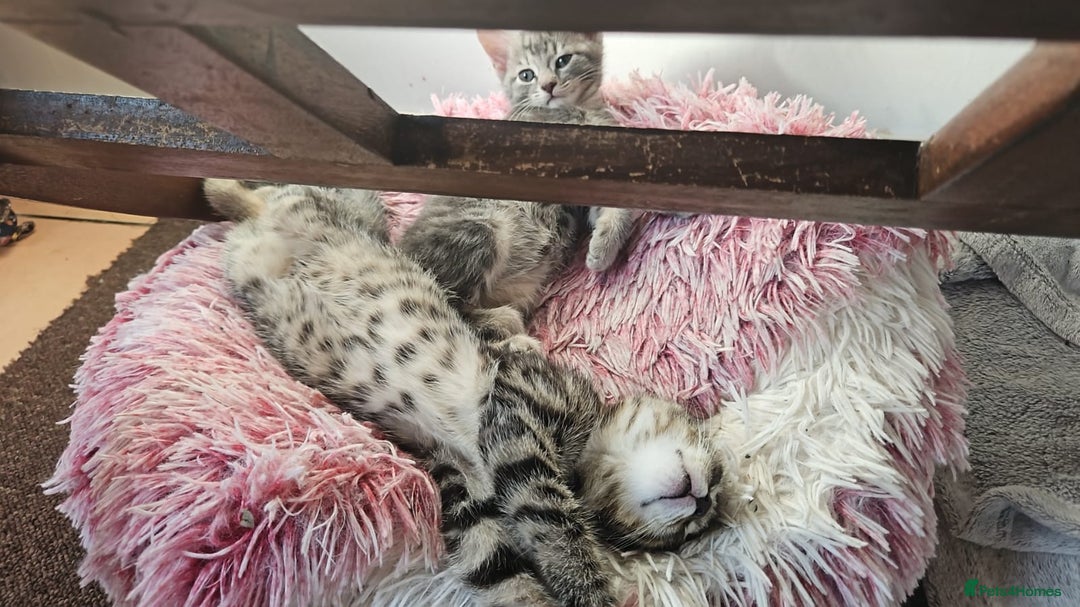 Domestic Shorthair cats for sale: Kittensss - Image 20