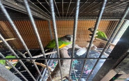 Parrots birds for sale: Senegal breeding pair  - Image 1
