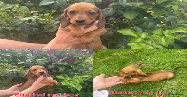 Miniature Dachshund dogs - Advert 4