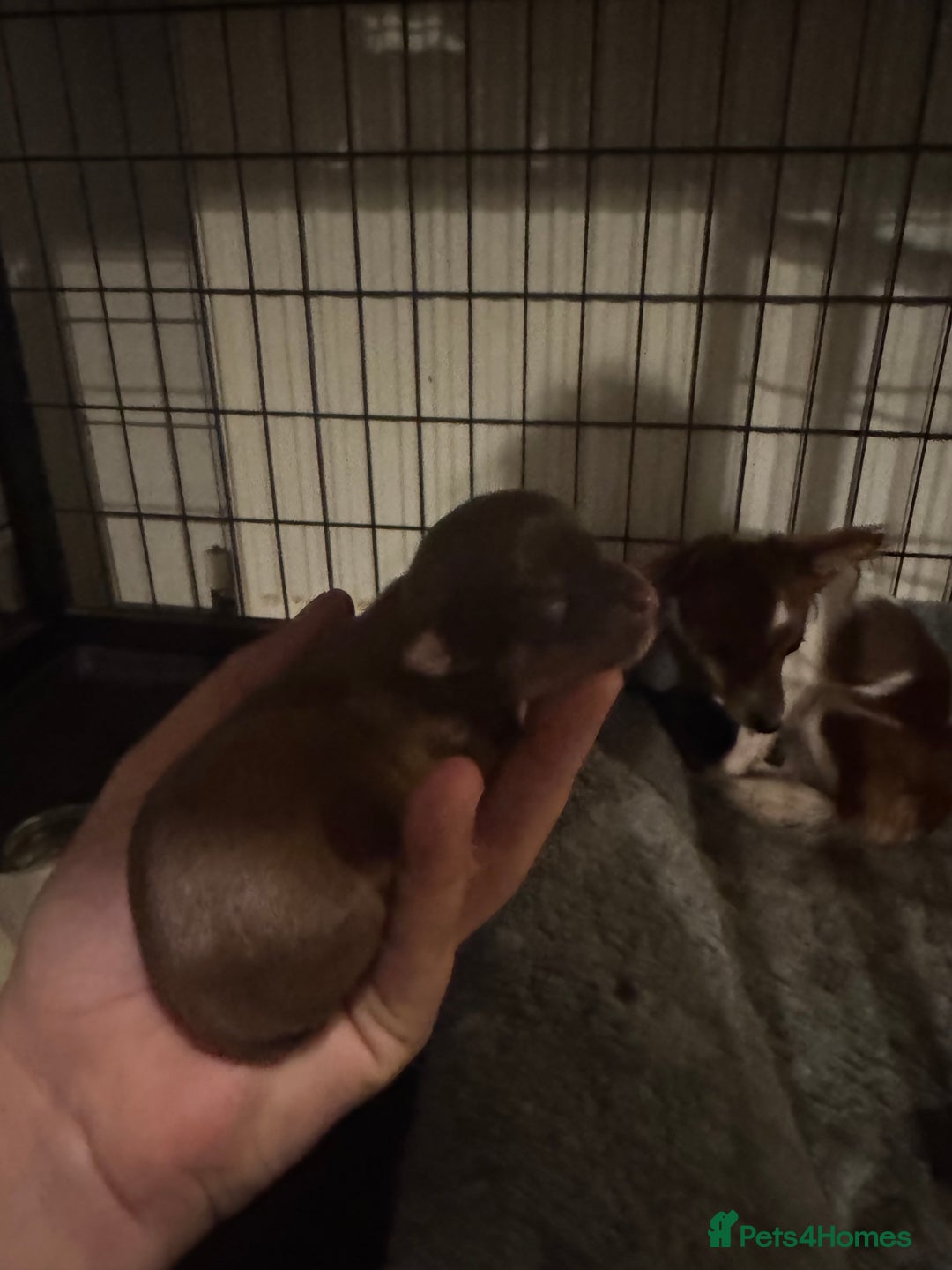 Chihuahua dogs for sale: Chihuahua puppys - Advert 5