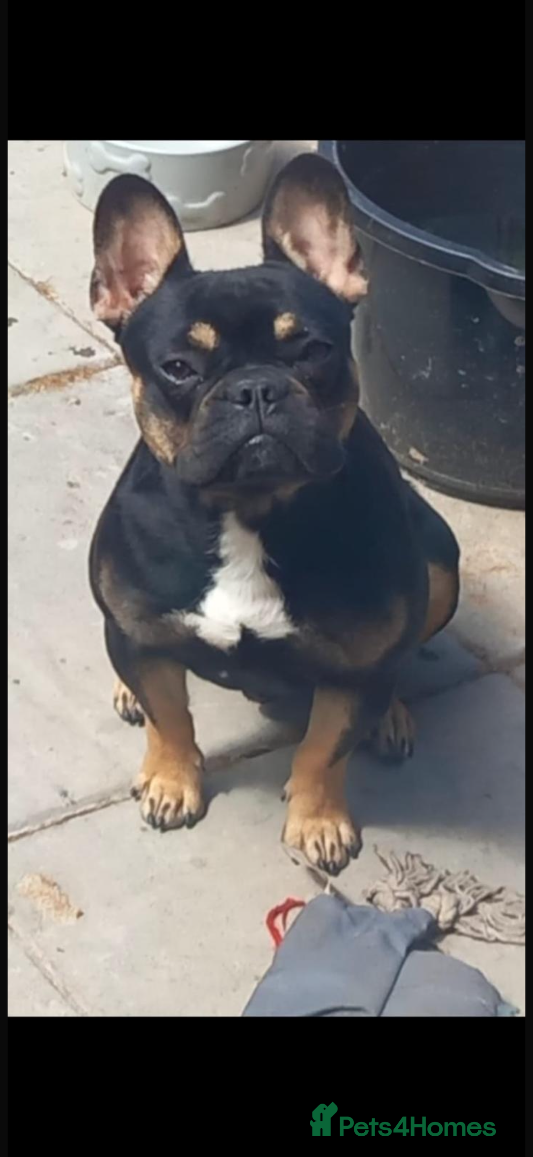 French Bulldog dogs for sale: French bulldog 16 months old  - Advert 2