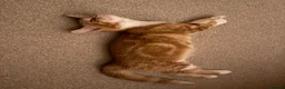British Shorthair cats for sale: Kitten for sale - Advert 4