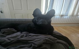Belgian Shepherd Dog dogs for sale: Rehoming my Belgian Malinios Puppy - Image 1