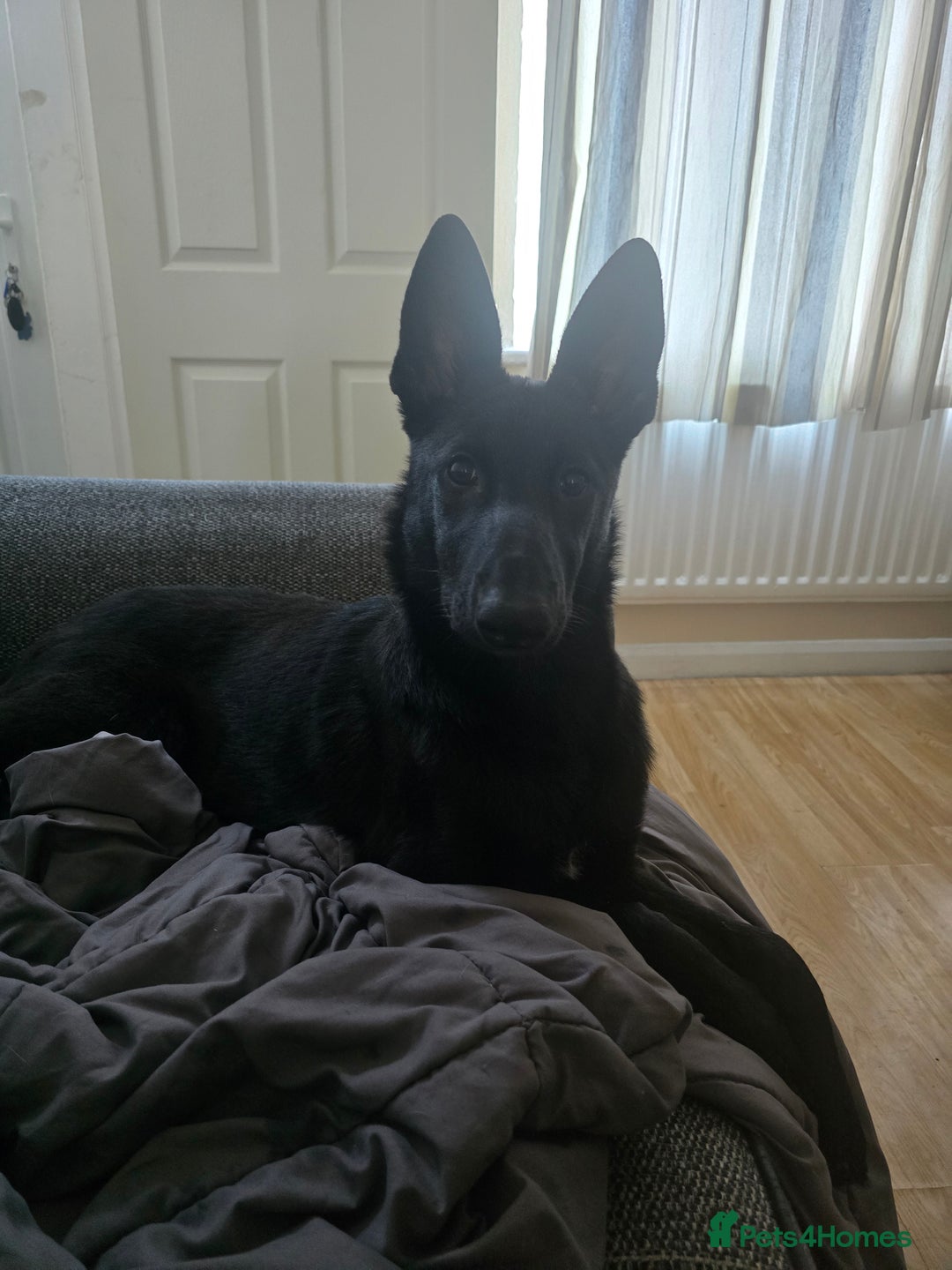 Belgian Shepherd Dog dogs for sale: Rehoming my Belgian Malinios Puppy - Image 1