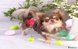 Chihuahua dogs for sale: 🤎💛Exquisite KC LC Chihuahuas🤎💛  - Image 11