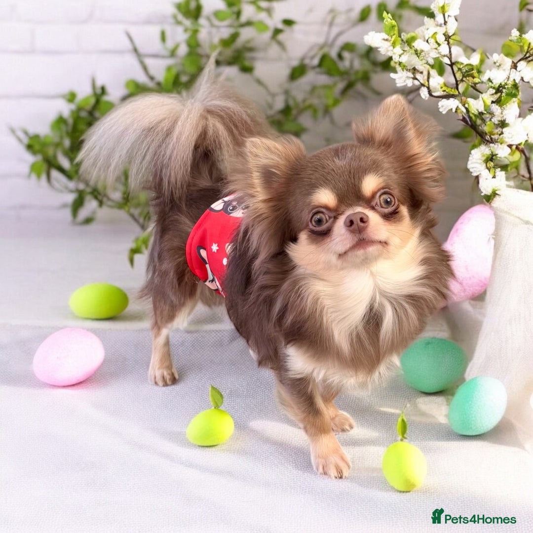 Chihuahua dogs for sale: 🤎💛Exquisite KC LC Chihuahuas🤎💛  - Image 11