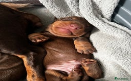 Miniature Dachshund dogs for sale: Gorgeous chocolate & Tan Miniature Dachshunds  - Image 2