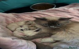 Ragdoll cats for sale: Ragdoll Kittens Ready Now🐾💕 - Image 5