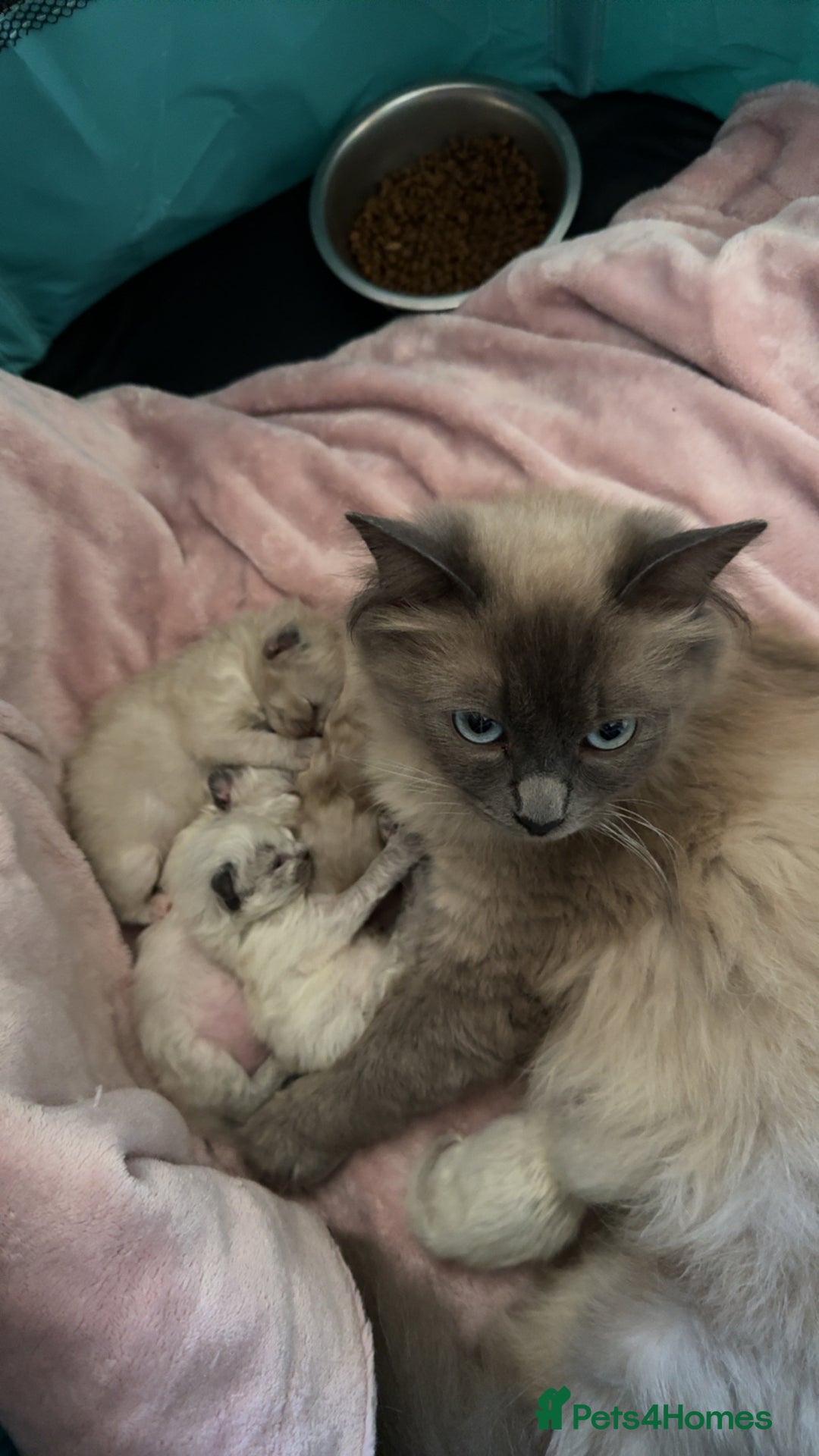 Ragdoll cats for sale: Ragdoll Kittens Ready Now🐾💕 - Image 5