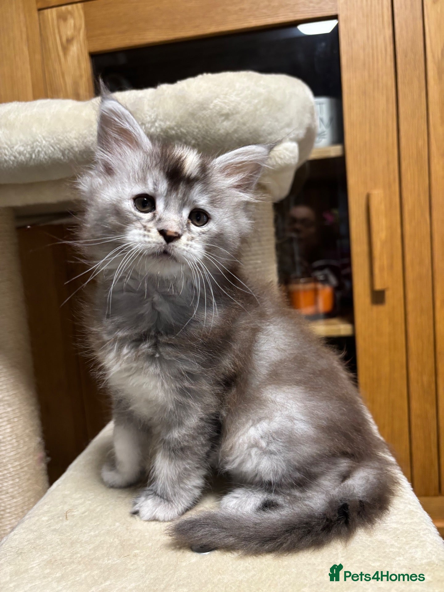 Maine Coon cats Stunning Tica registered Maine Coon Girl  - Advert 20