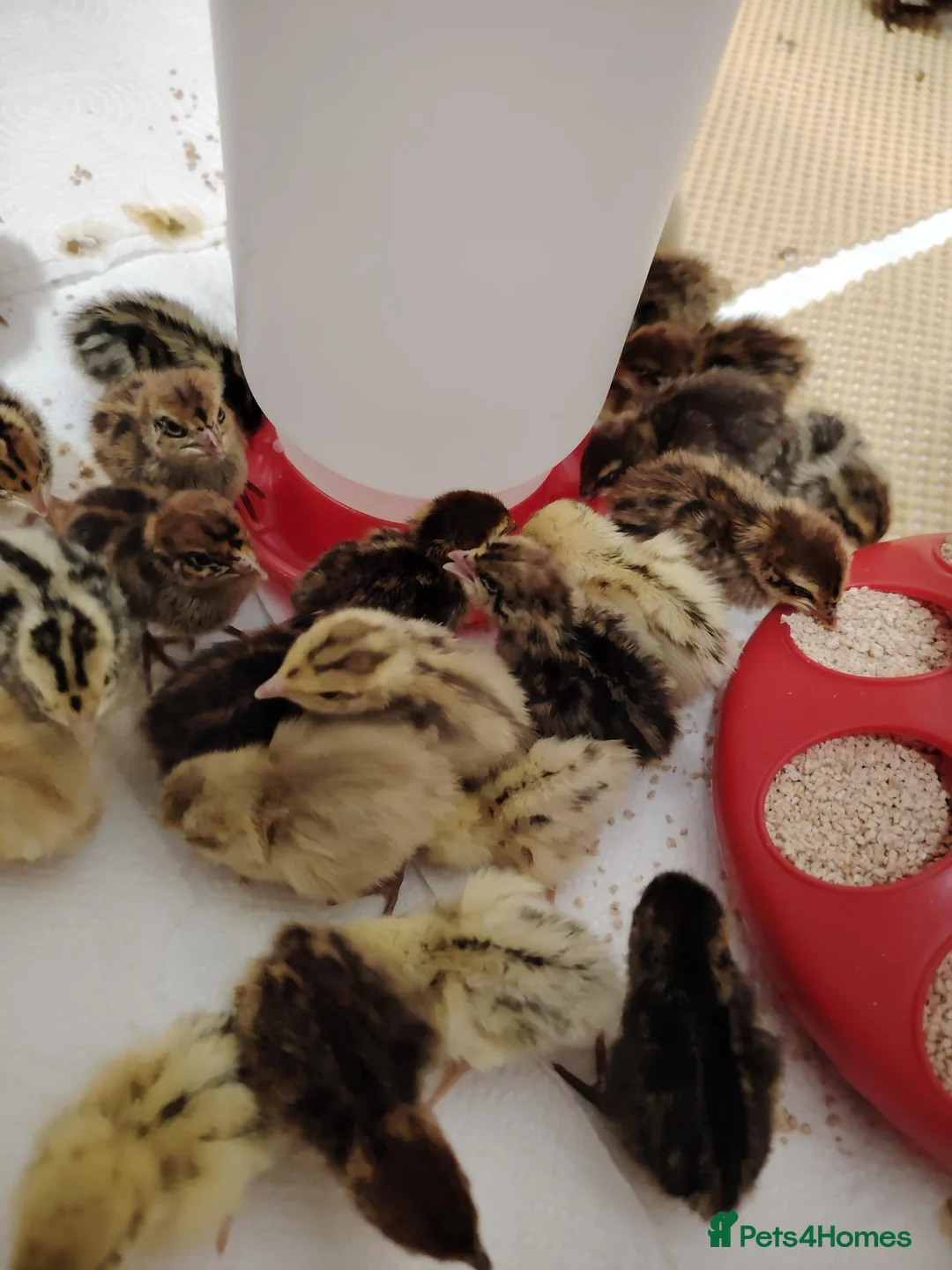 Quail poultry for sale: 🐣Quail Chicks-Reservations Available Once Sexed - Advert 1