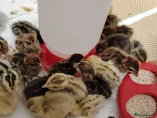Quail poultry 🐣Quail Chicks-Reservations Available Once Sexed - Advert 1