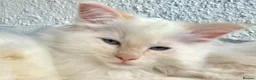 Ragdoll cats for sale: Blue Tortie Point Mitted Ragdoll Kittens - Advert 29