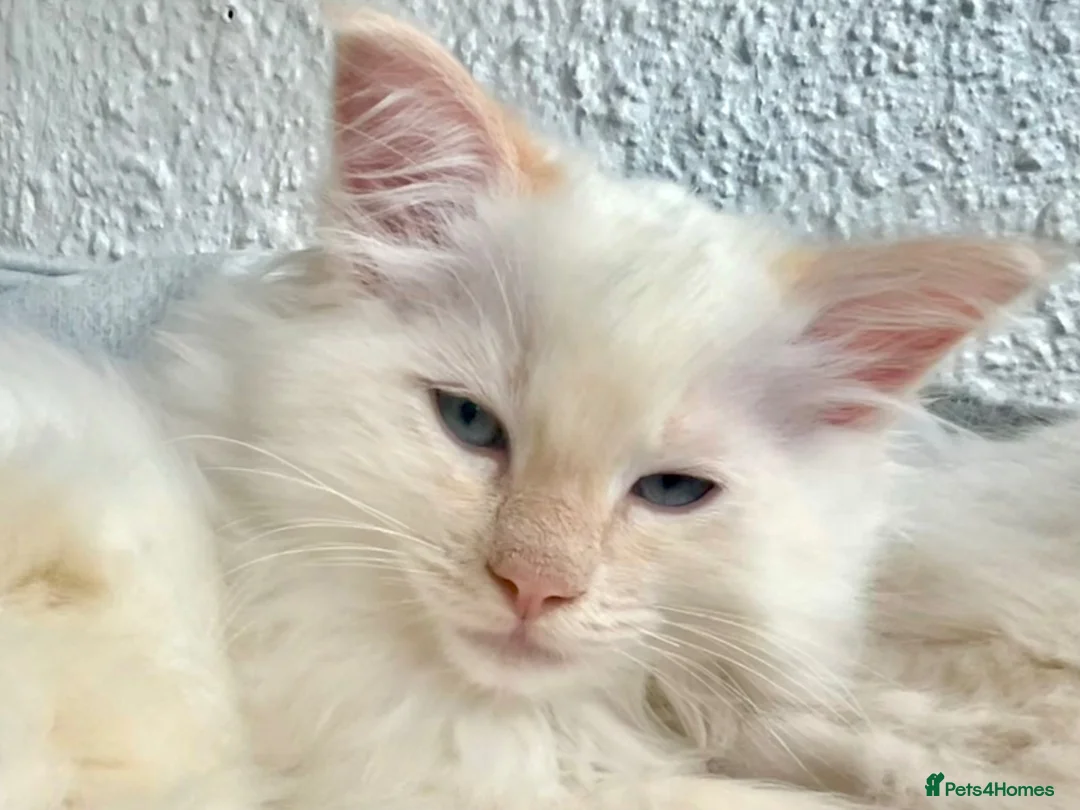 Ragdoll cats for sale: Blue Tortie Point Mitted Ragdoll Kittens - Advert 29