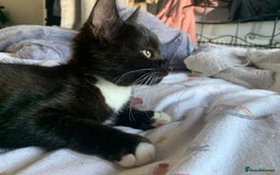 Mixed Breed cats for sale: Two gorgeous girls - Advert 2