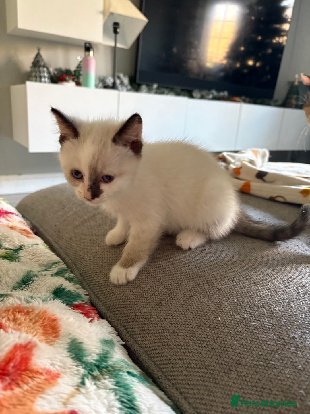 RagaMuffin cats for sale: Beautiful Ragamuffin Kittens Ready December 24th   - Advert 16