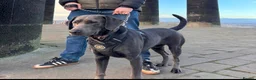 Mixed Breed dogs for sale: 🐾🖤 BELGIAN MALINOIS × BLUE LABRADOR PUPPIES 🖤🐾 in Manchester - Advert 3