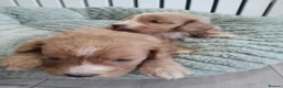 Cockapoo dogs for sale: Stunning cockapoos - Advert 2