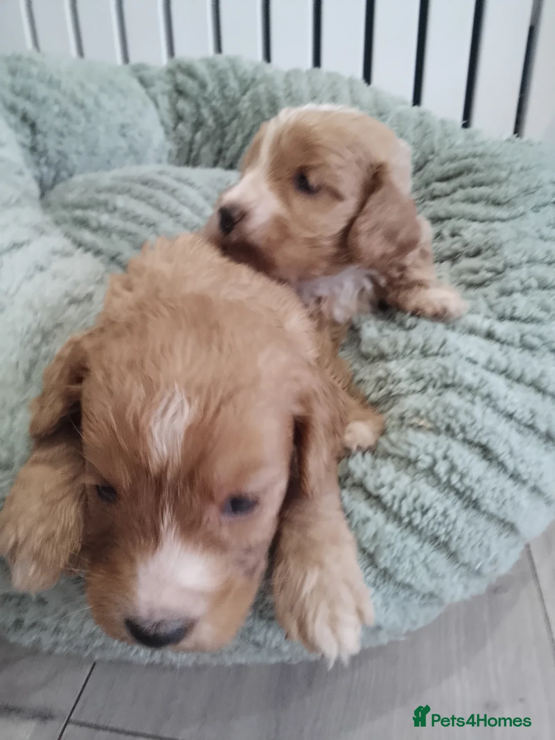 Cockapoo dogs for sale: Stunning cockapoos - Advert 2